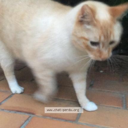 Foto 1/1 Pouille Chat perdido en Fraze