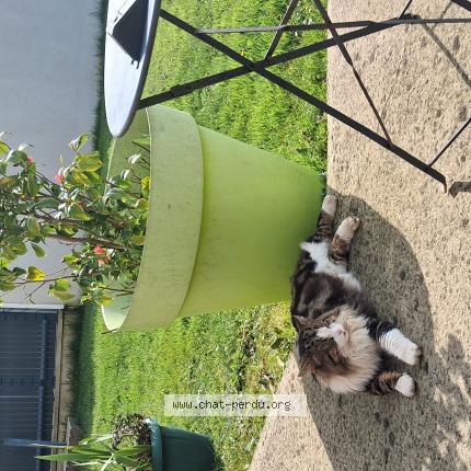 Foto 1/1 Max Chat perdido en Saint pierre de coutances