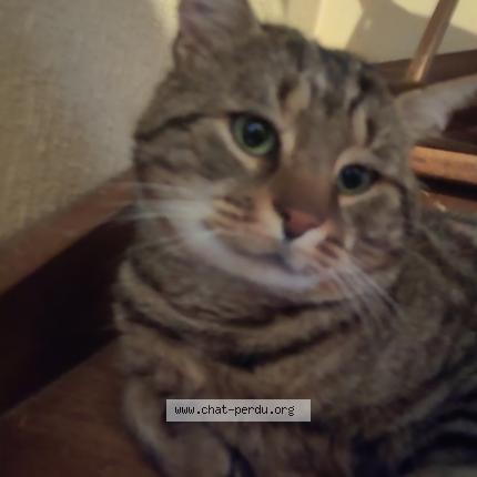 Foto 1/1 Isis Chat perdido en Raizeux
