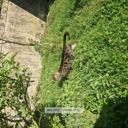 Foto 1/1 Gato encontrado Encontrado en Rochefort