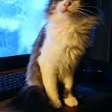 Foto del gato perdido en Val Couesnon