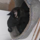 Foto de gato encontrado en Mulhouse