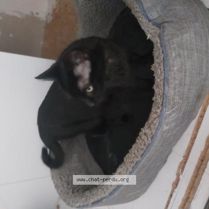 Foto 1/1 Gato encontrado Encontrado en Mulhouse