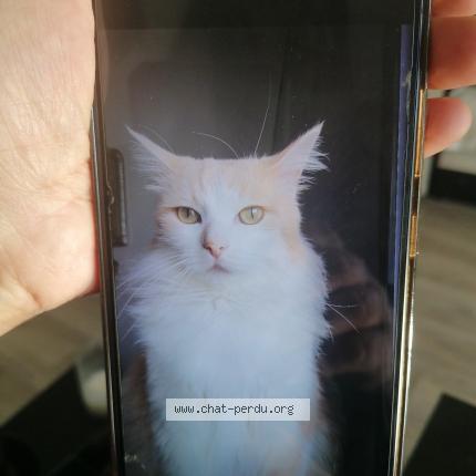 Foto 1/1 Gato encontrado Perdido en Montauban