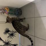 Foto de gato encontrado en Montpellier