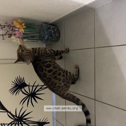 Foto 1/1 Gato encontrado Encontrado en Montpellier