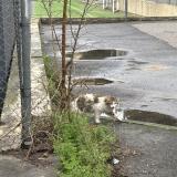 Foto de gato encontrado en Montpellier