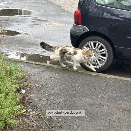 Foto 2/2 Gato encontrado Encontrado en Montpellier