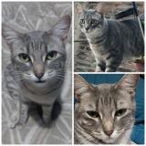 Foto del gato perdido en Maipu