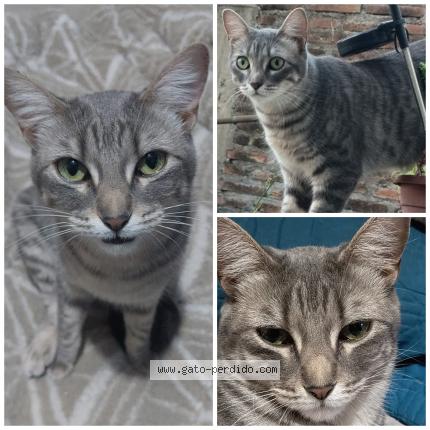 Foto 1/1 Silvi Chat perdido en Maipu