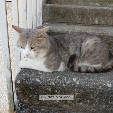 Foto 1/1 Gato encontrado Encontrado en Rillieux la pape