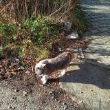 Foto del gato perdido en La Chapelle Gondran