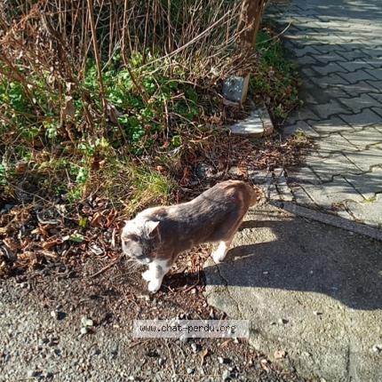 Foto 1/1 Gato encontrado Perdido en La chapelle gondran
