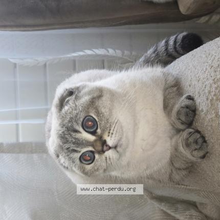 Foto 1/1 Lia Chat perdido en Sainte genevieve des bois