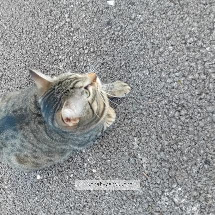 Foto 1/1 Gato encontrado Encontrado en Dijon