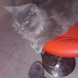 Foto del gato perdido en Wattrelos