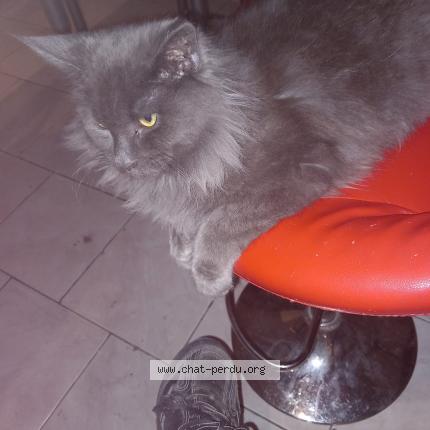 Foto 1/1 C&eacute;dric Besson Chat perdido en Wattrelos