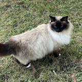 Foto del gato perdido en Dagneux