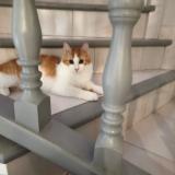 Foto del gato perdido en Villeneuve