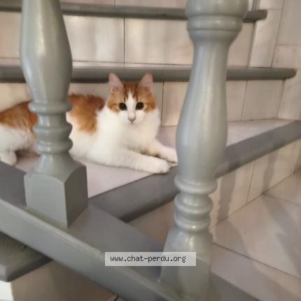 Foto 1/1 Snezhka Chat perdido en Villeneuve