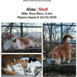 Foto del gato perdido en Saint Remy Sur Durolle