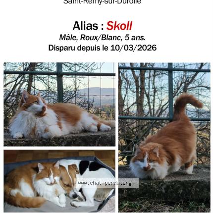 Foto 1/1 Skoll Chat perdido en Saint remy sur durolle
