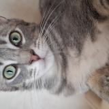 Foto del gato perdido en Saint Vallier