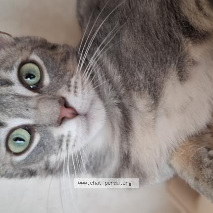 Foto 1/1 Jacquot Chat perdido en Saint vallier