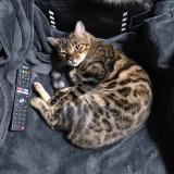 Foto del gato perdido en Montreuil