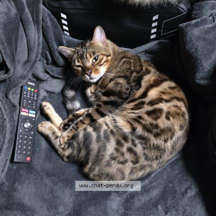 Foto 1/1 Toutou Chat perdido en Montreuil