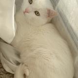 Foto del gato perdido en Marseille