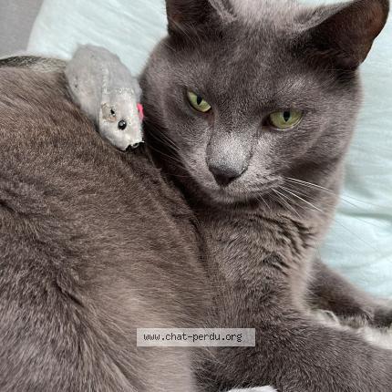 Foto 1/1 Hector Chat perdido en Orleans