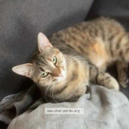 Foto 1/1 Stella Chat perdido en Beaufai