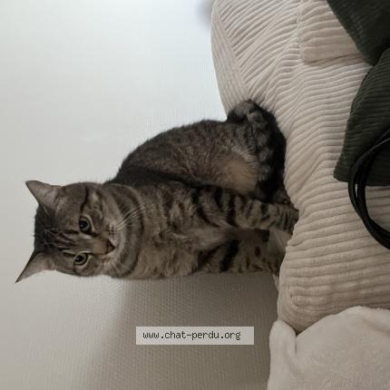 Foto 1/1 Archeo Chat perdido en Rennes