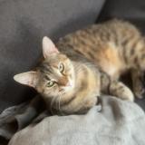 Foto de gato encontrado en Beaufai