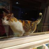 Foto de gato encontrado en Chaspinhac