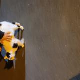 Foto de gato encontrado en Fleury Sur Orne