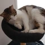 Foto del gato perdido en Saint Hostien