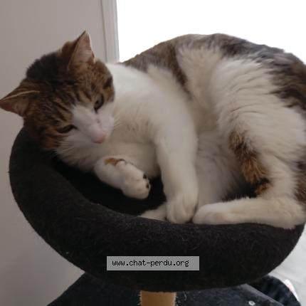 Foto 1/1 Krokmou Chat perdido en Saint hostien