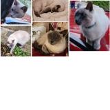 Foto del gato perdido en Saint Maur Des Fosses