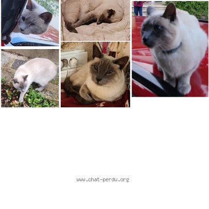 Foto 1/1 Schoumi Chat perdido en Saint maur des fosses