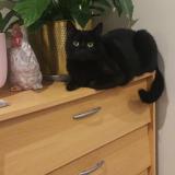 Foto del gato perdido en Argenteuil