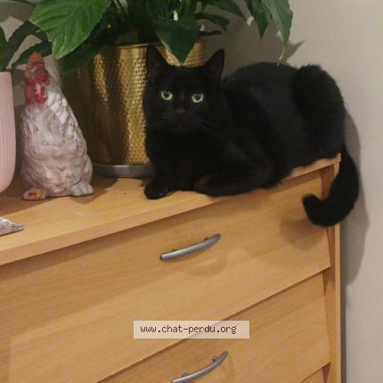 Foto 1/1 Mokka Chat perdido en Argenteuil