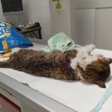 Foto de gato encontrado en Marboz