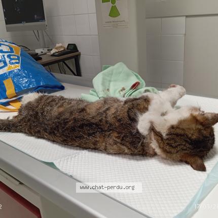 Foto 1/1 Gato encontrado Encontrado en Marboz
