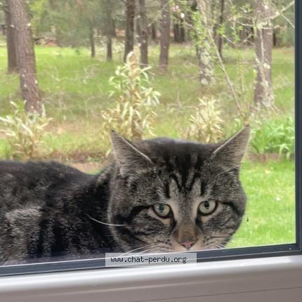 Foto 1/3 Gato encontrado Encontrado en Parentis en born