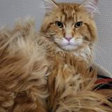 Foto del gato perdido en Sucy En Brie