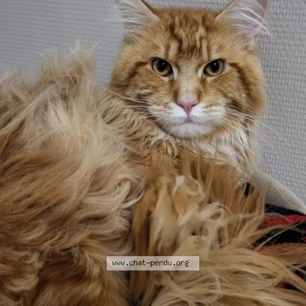 Foto 1/1 Smakhou Chat perdido en Sucy en brie