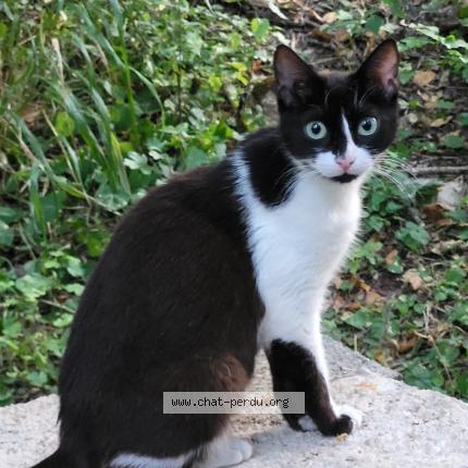 Foto 1/1 Tami Chat perdido en Jouques