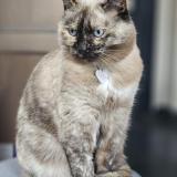 Foto del gato perdido en Lille